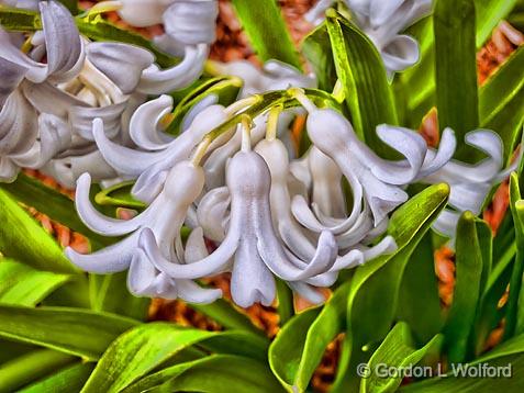 White Flowers_00061.jpg - Photographed at Smiths Falls, Ontario, Canada.